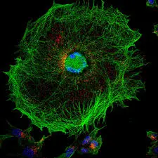 Confocal fluorescence image s