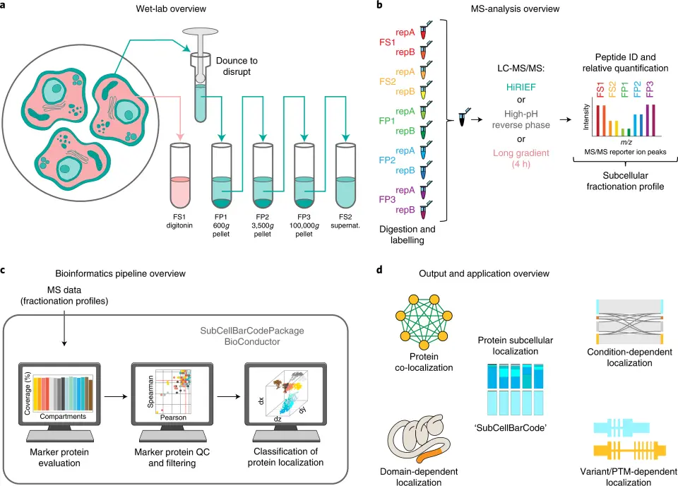 integrated workflow for robust spatial proteomics by mass spectrometr Workflow integrating fractionation, mass spectrometry, and bioinformatics for subcellular protein localization in biotechnology.
