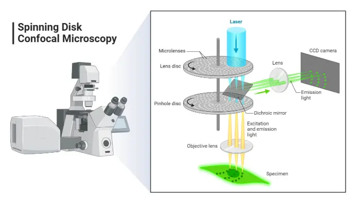 Schematic diagram illustrating the principle of spinning disk confocal microscopy, showing the path of excitation and emission light through pinhole disks.