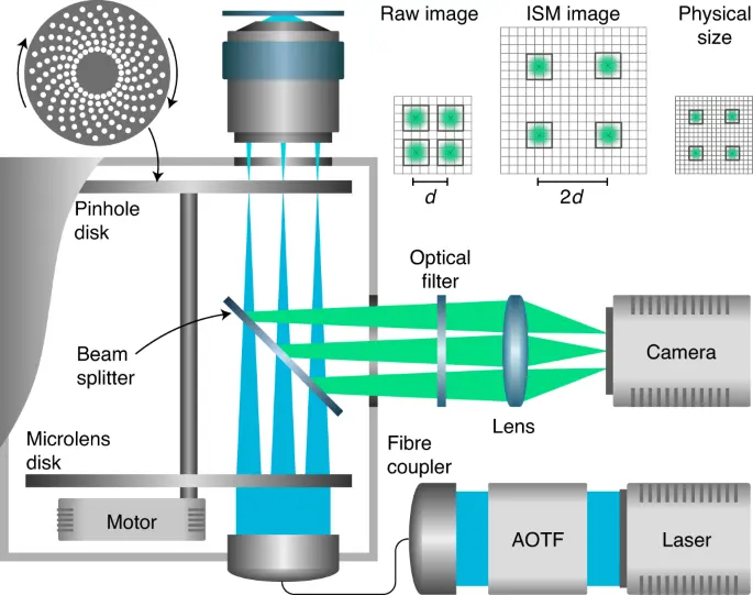 Spinning Disk Confocal Microscopy